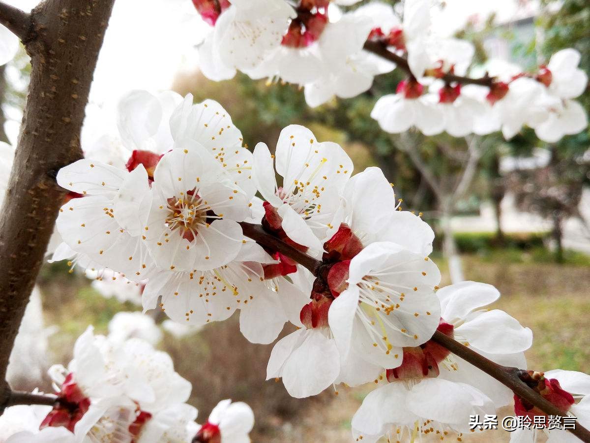 春游诗词精选四十三首 胜日寻芳泗水滨，无边光景一时新