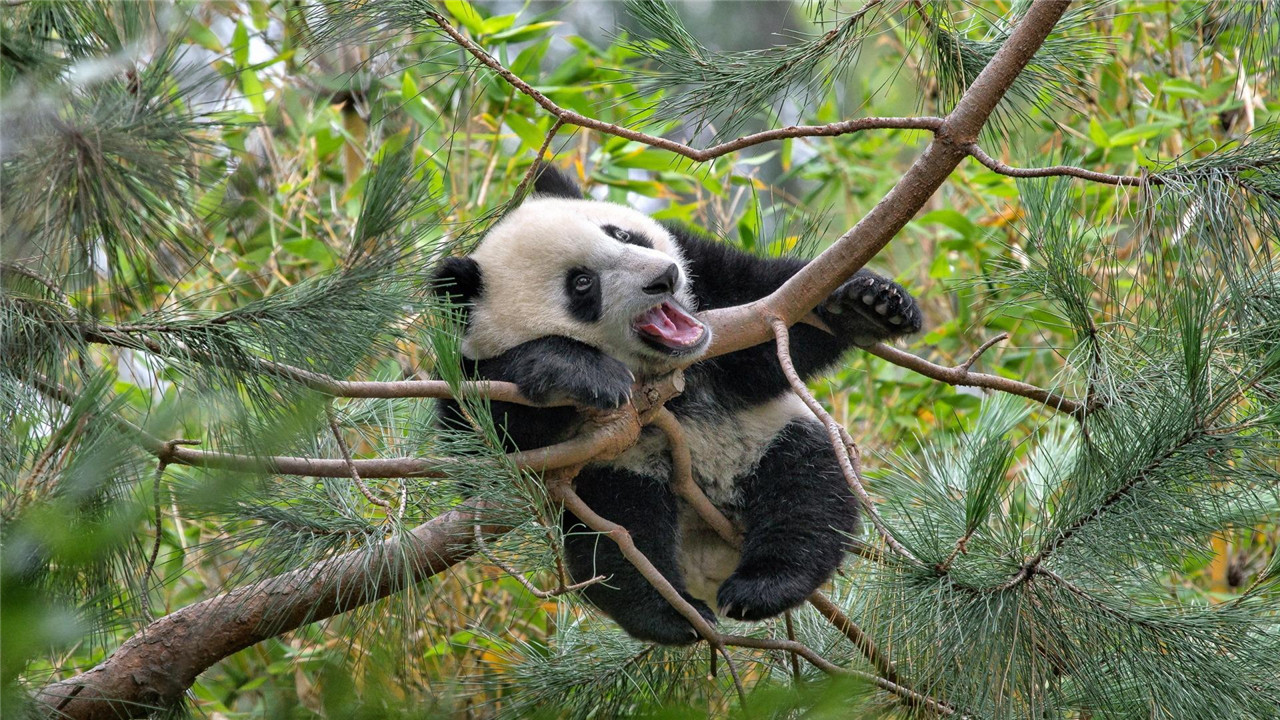 国宝大熊猫图片全身照(大熊猫的前世今生：从凶猛的“食铁兽”变成呆萌可爱的“国宝”)