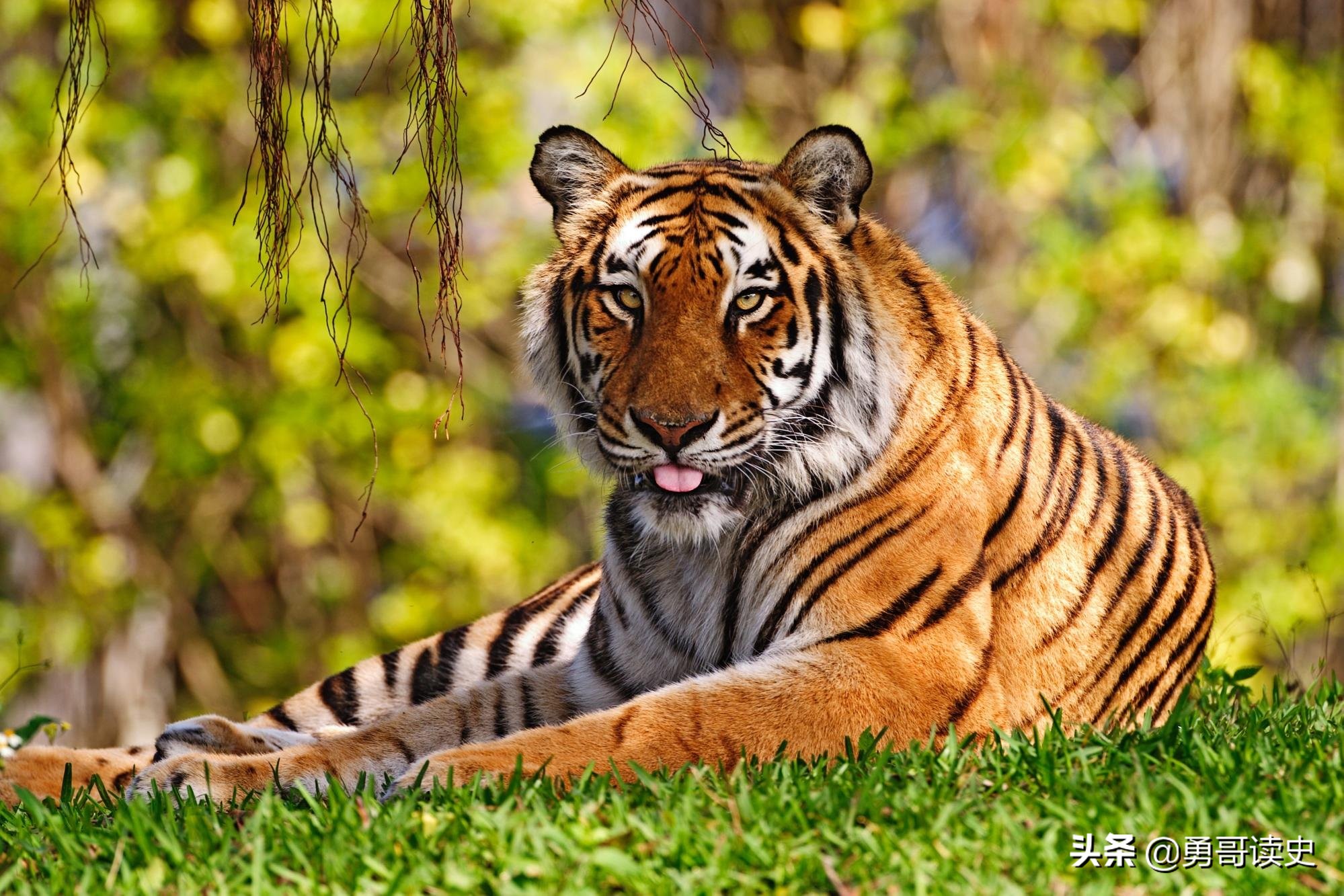 吊睛白额大虫「吊睛白额大虫是什么动物」 - 业奇网