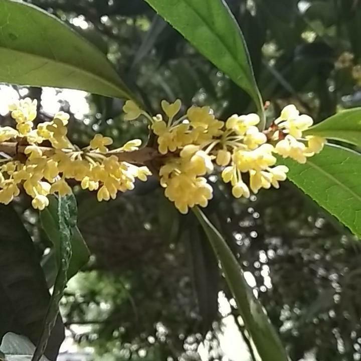 成都蓉城夜雨（散文诗词）