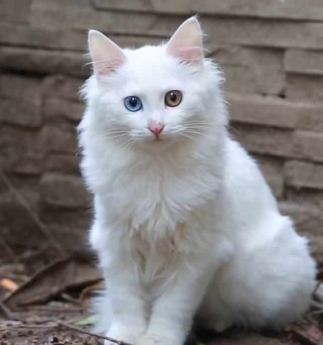 本土猫种狮子猫,一直被称为"布偶平替",现在数量远比布偶稀少