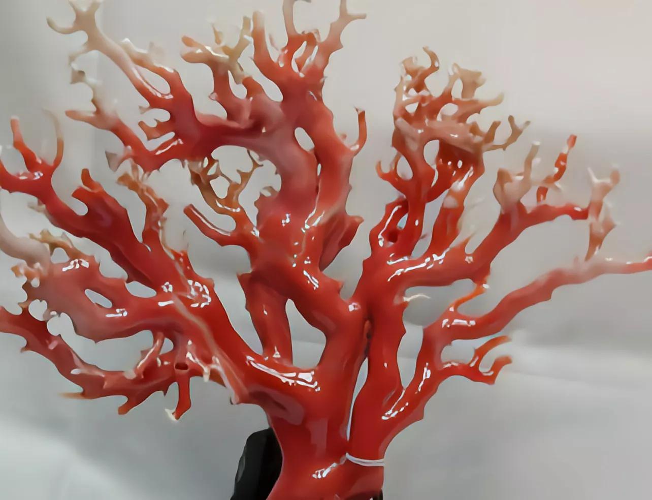 价值上百万!台湾渔民意外钓获红珊瑚,谁知竟受国家一级保护