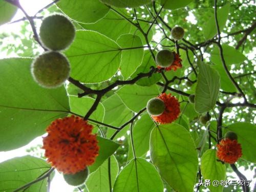 农村常见的“构树”，全身是宝，果实能吃根和种子能入药