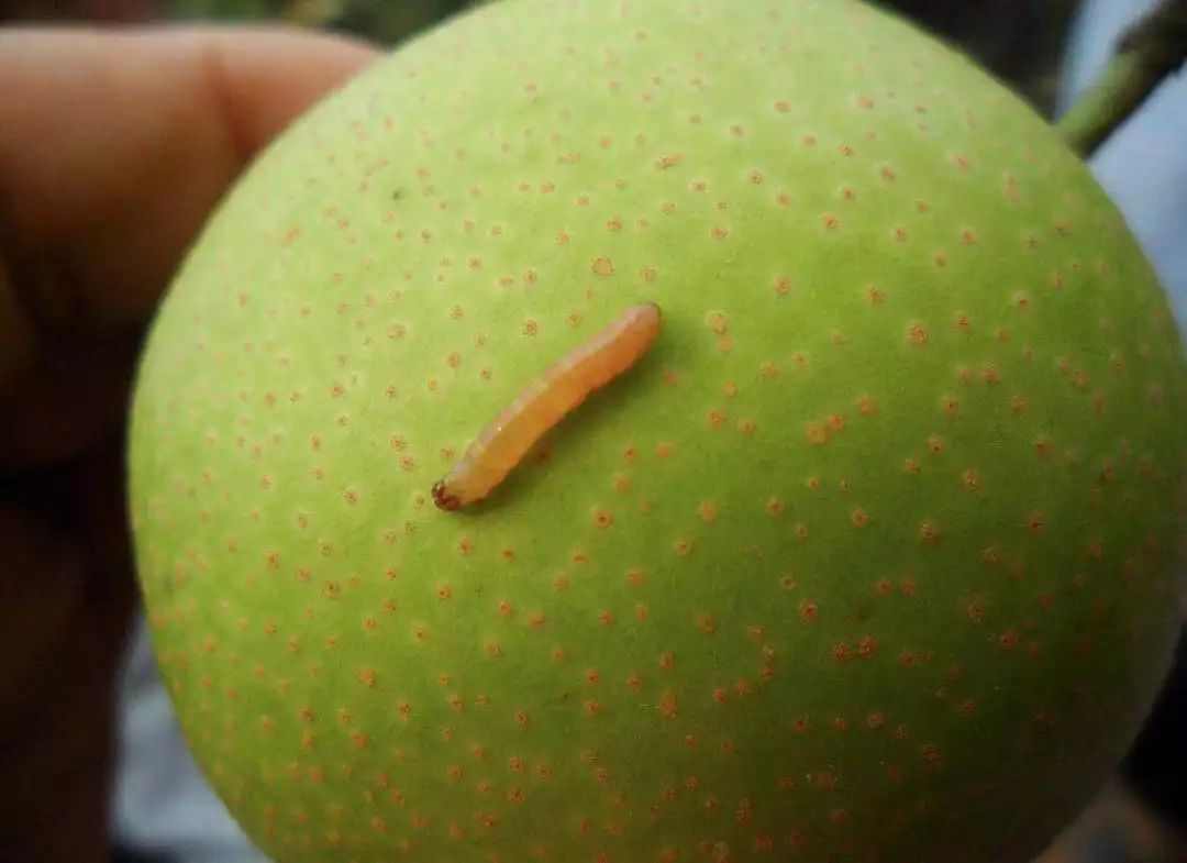 好端端的水果,突然冒出一条虫,会是些什么害虫呢?