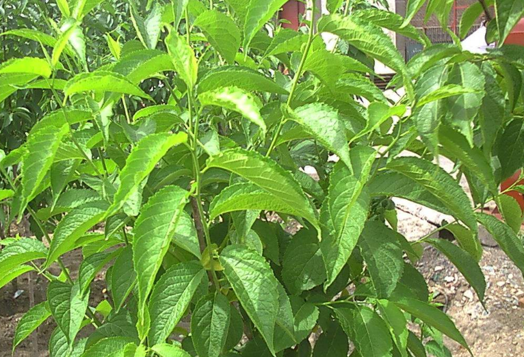 杜仲樹種植,杜仲樹種植幾年見效益