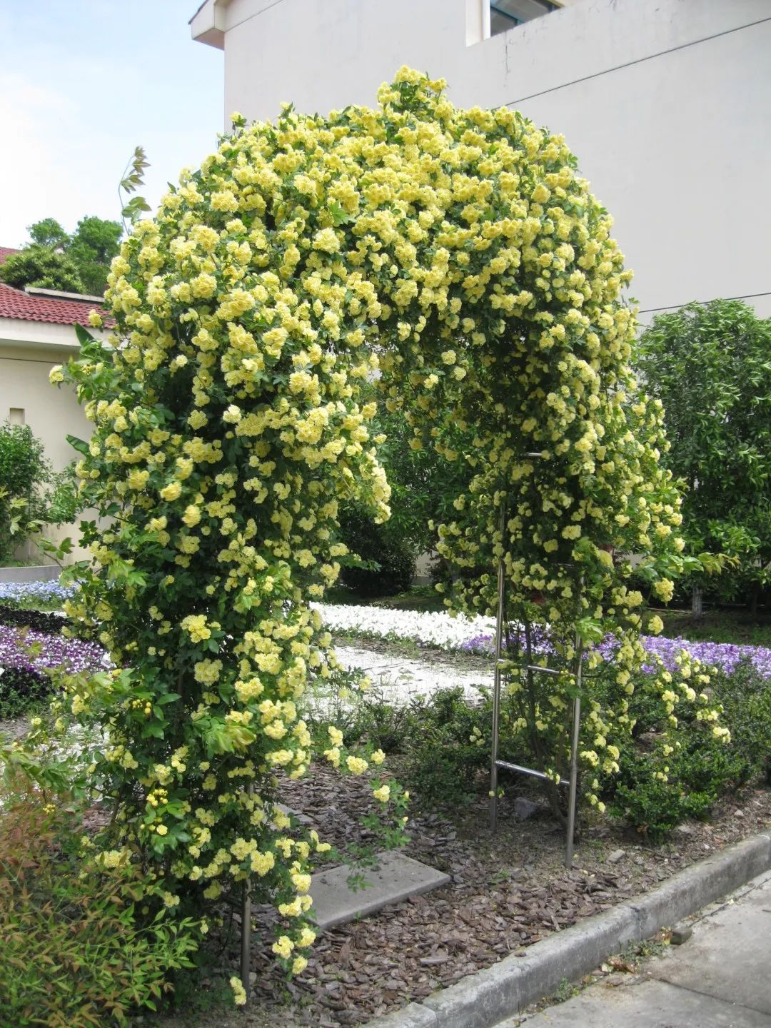或许你也唱过《开到荼蘼》,但不知道荼蘼是什么