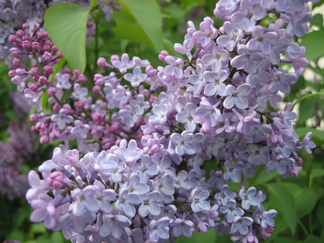 丁香花什么颜色(北方的朋友特适合在院子里种几棵紫丁香，淡紫色的清香花朵很迷人)