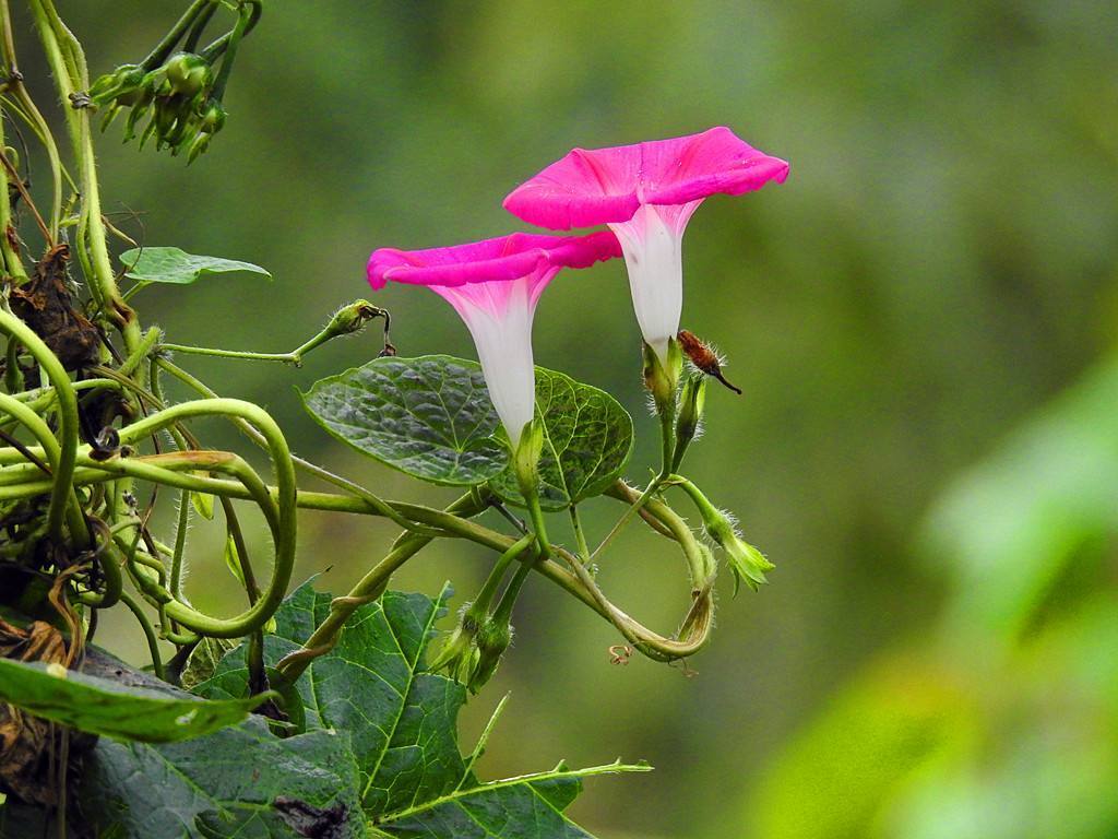 牵牛花的特点（变色牵牛花的特点）-第5张图片-昕阳网