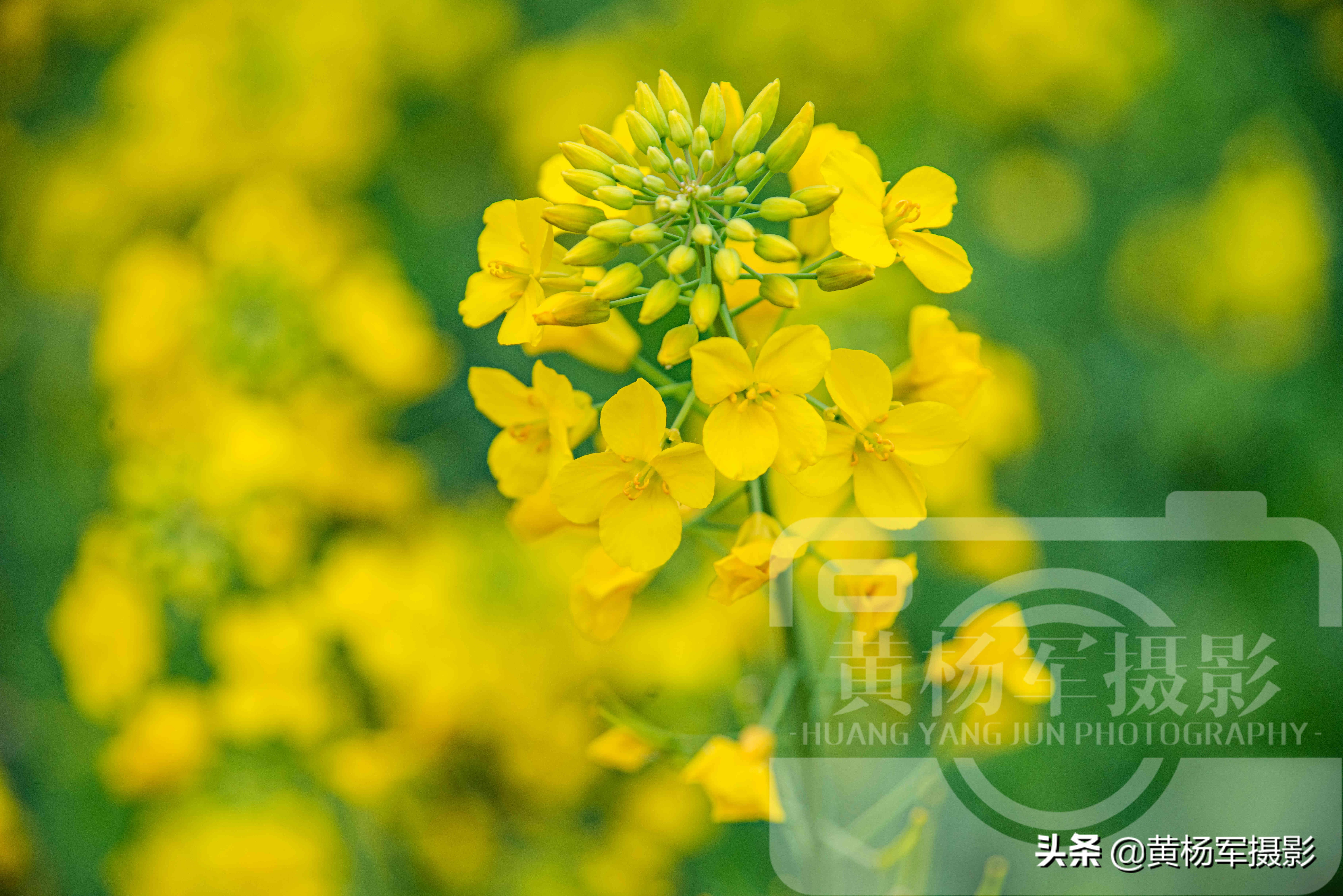 油菜花盛开的娇美，芬芳的花朵美艳熟悉的美，漫无边际的金黄
