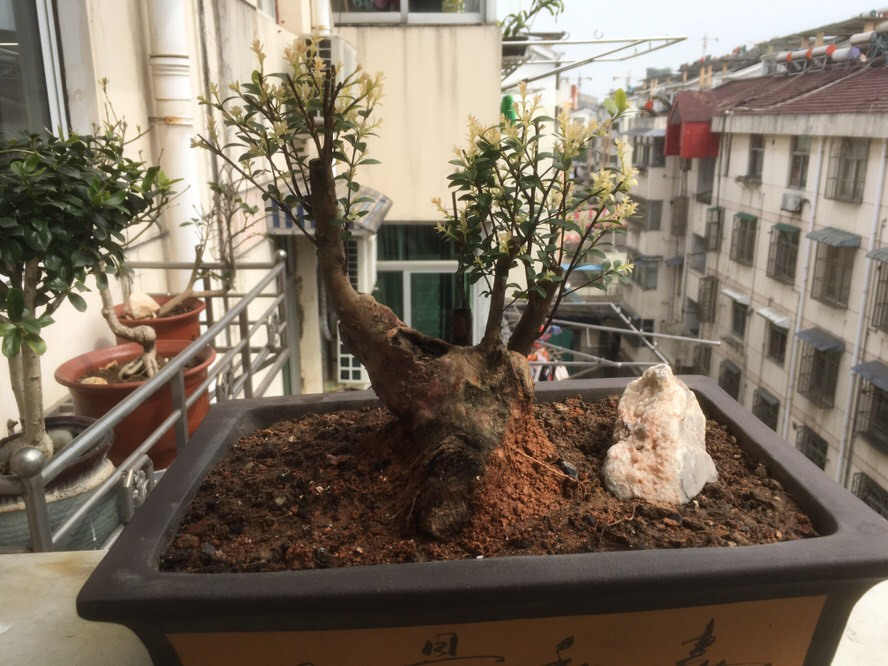 小叶赤楠室内怎么养？三个小步骤，打造出艺术俱佳的小盆景