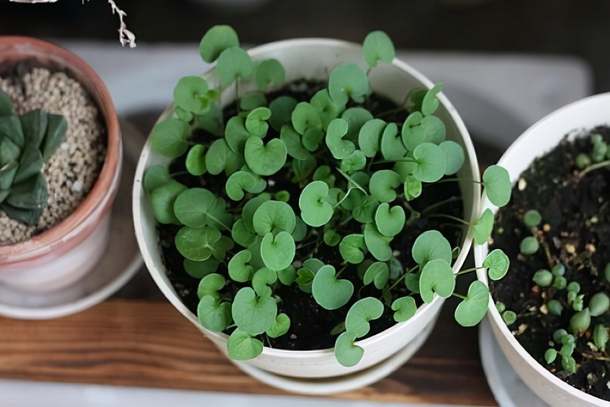 路边一种"杂草",盆栽1株,给点水就疯长,爆盆好漂亮