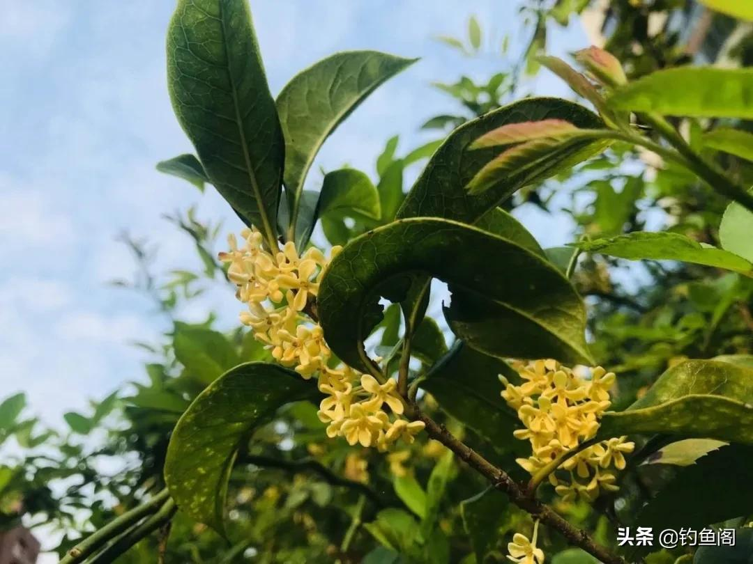 手把手教你制作桂花药酒,钓鲫鱼效果很好,制作简单还省钱