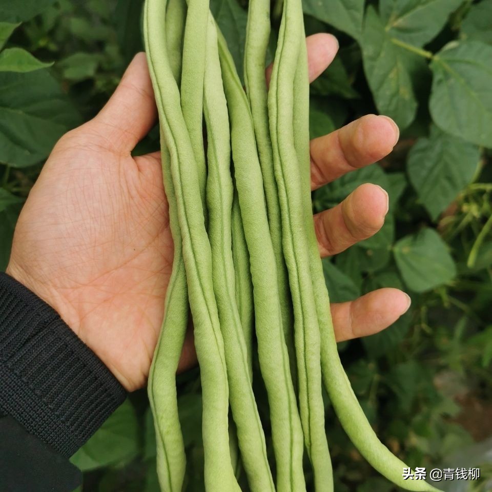 豇豆的种植时间和方法（绿色食品豇豆栽培技术）