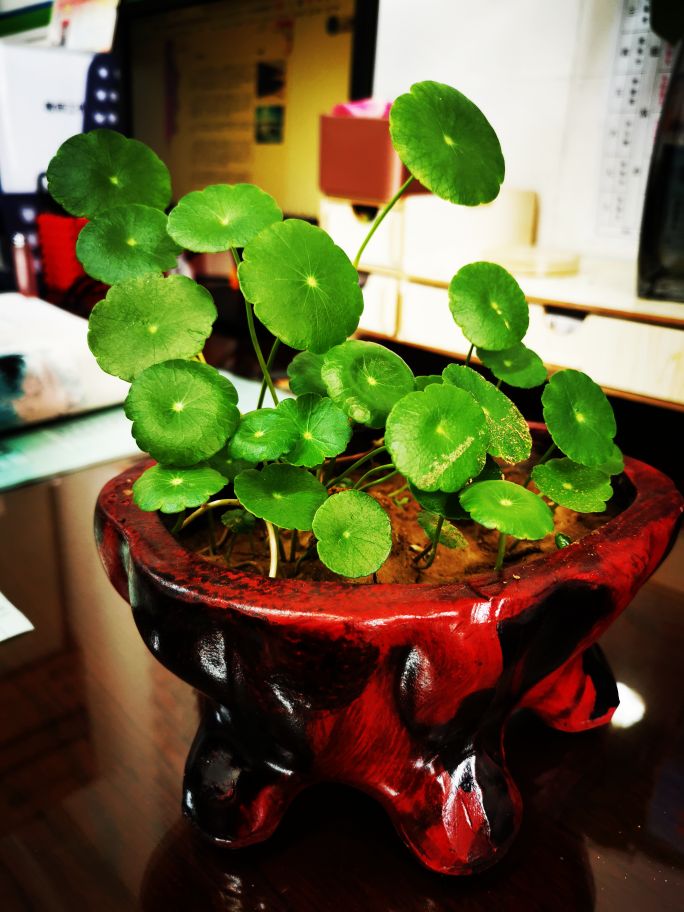 铜钱草唯美句子_晶羽文学网