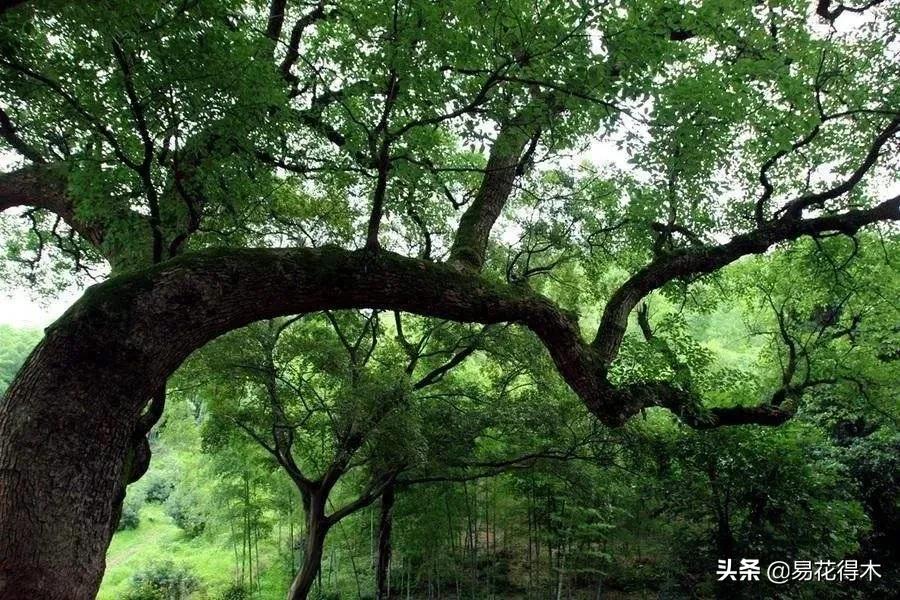 您有没有想过,植物花卉的茎干为何大多是圆柱形的?