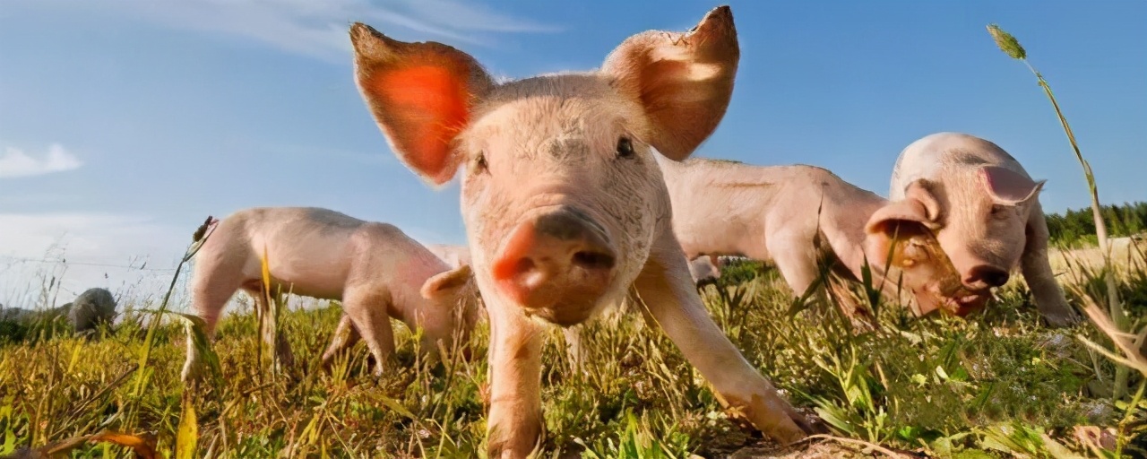 丹麦国土面积不及中国一个省，在全球却是养猪第一强国