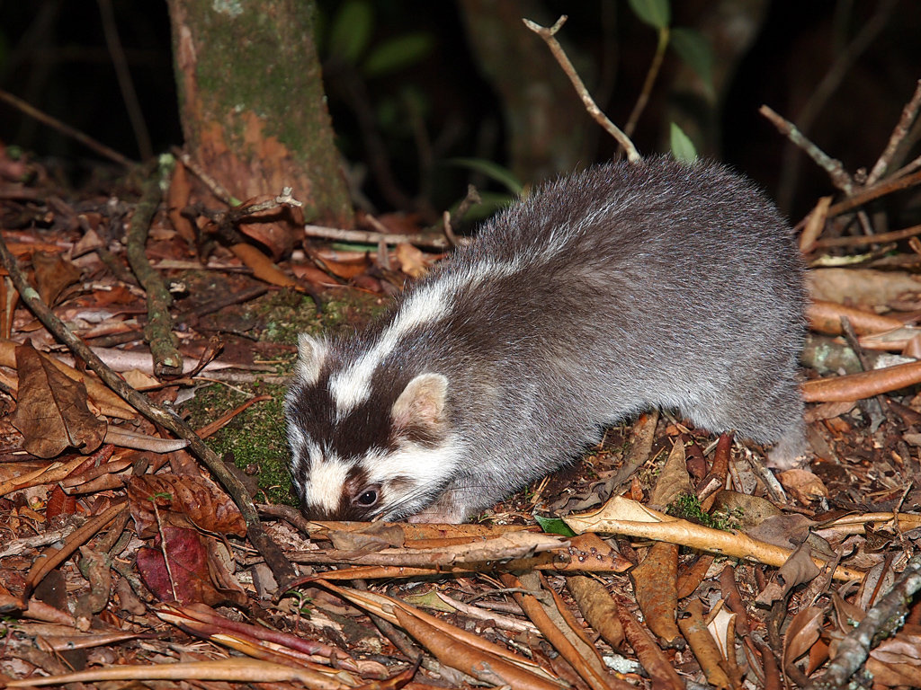 鼬獾为保护动物