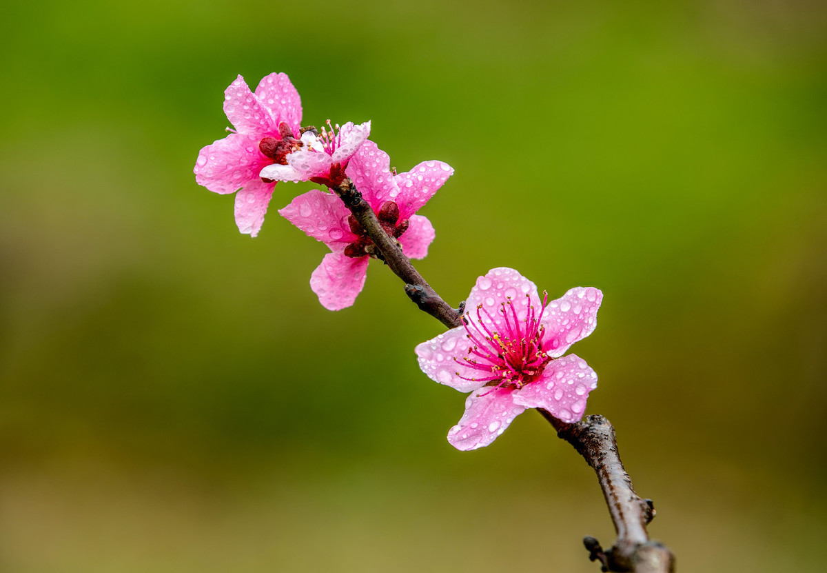 桃花图片大全大图真实图片