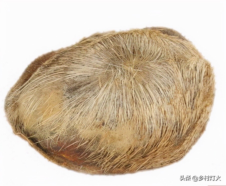 麝香是什么动物身上的哪个部位 麝长啥样子-双佳迪