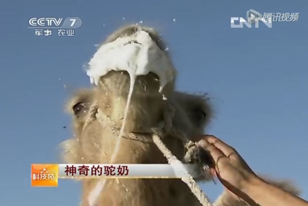 最火的天然食物——驼奶，是一场骗局吗？专家3600字详细解析