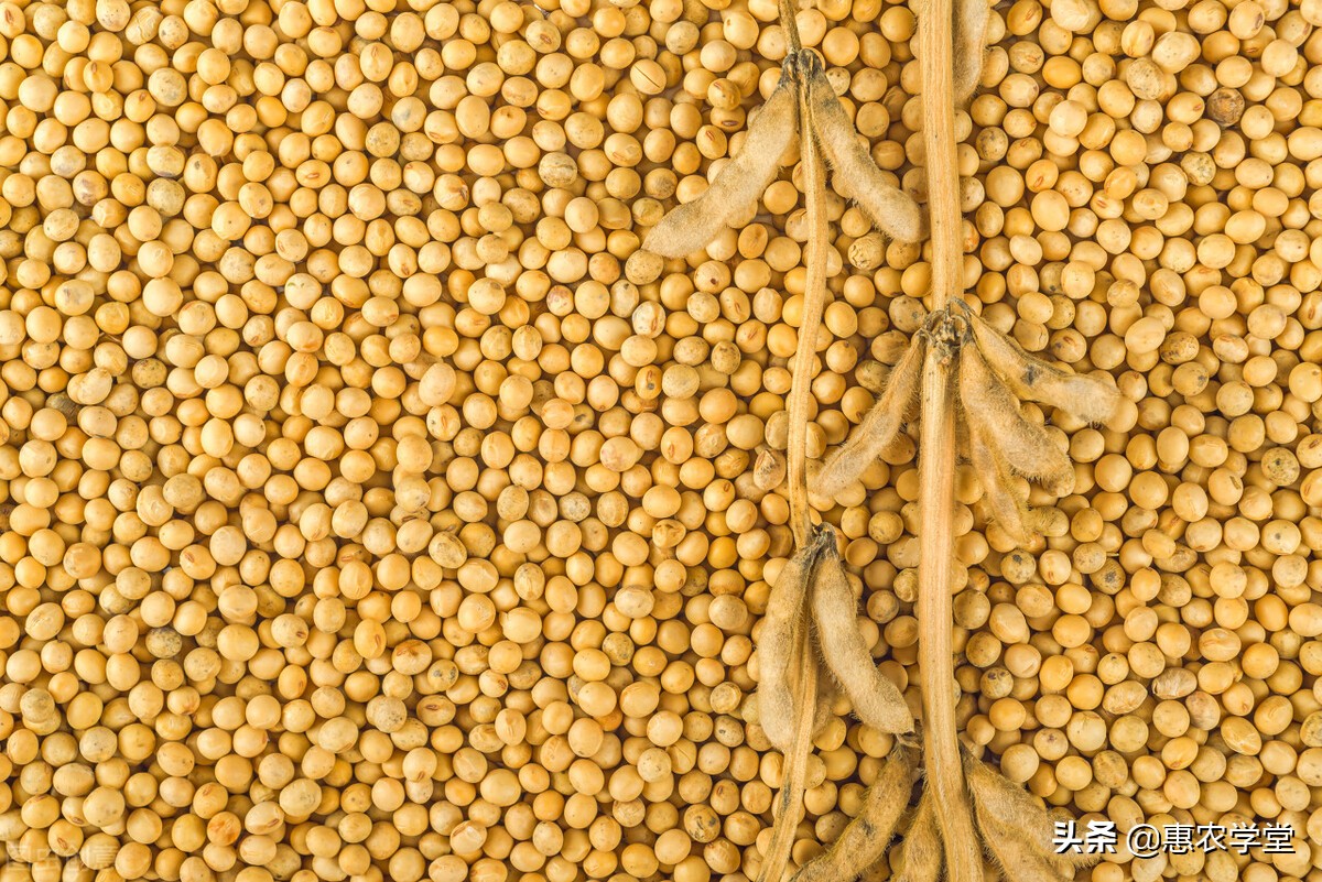 大豆目前多少钱一斤？豆价为何一路上涨？2021年11月大豆价格行情