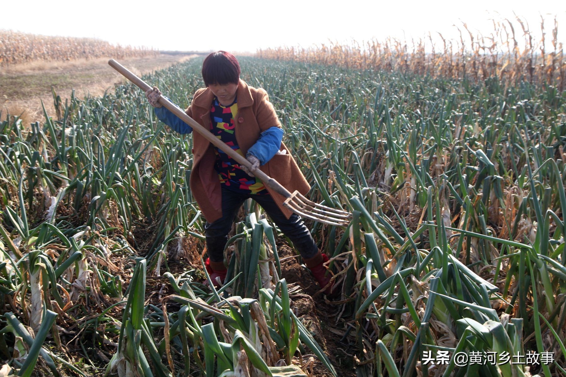 葱白图片（带须的葱白图片）-第7张图片-昕阳网