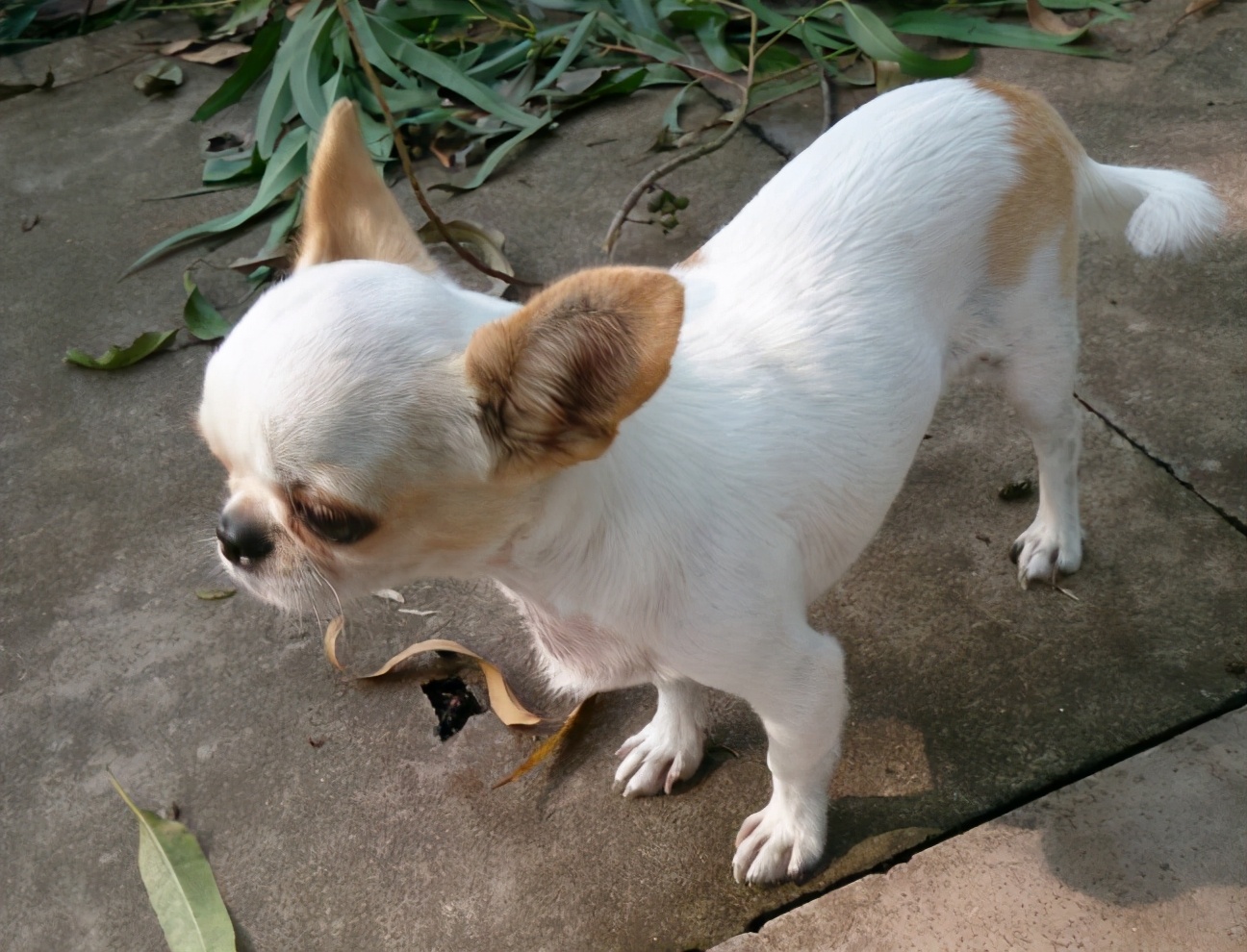 吉娃娃好养吗 吉娃娃一般什么人养-小蚊子百科网