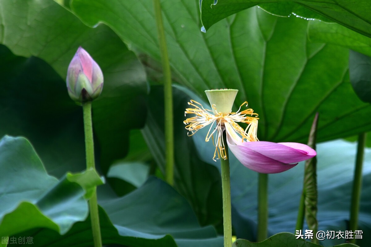 解析纳兰性德荷花美句，不及芙蓉，一片幽情冷处浓