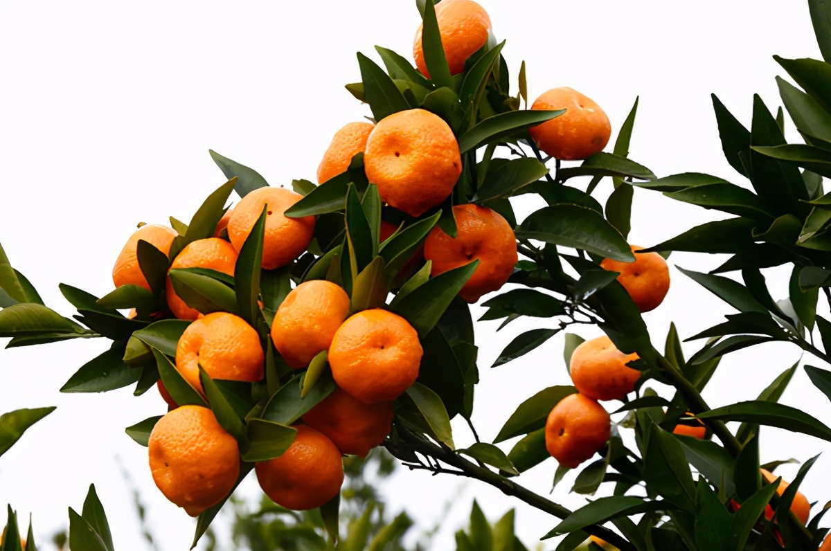 南丰蜜橘2017价格分析(曾经卖到5元一斤的南丰蜜桔) - 价格百科