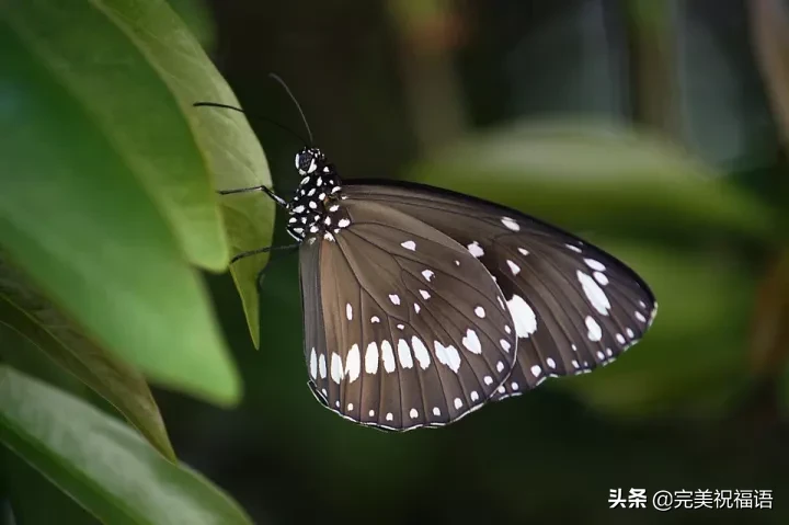 早安语录优美句子 朋友圈唯美句子