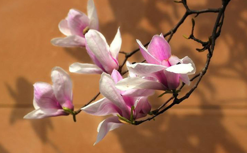 关于玉兰花的诗词十首