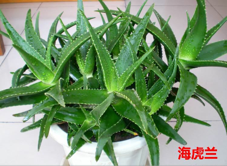 芦荟的种类有哪些（详解七个常见的芦荟品种）