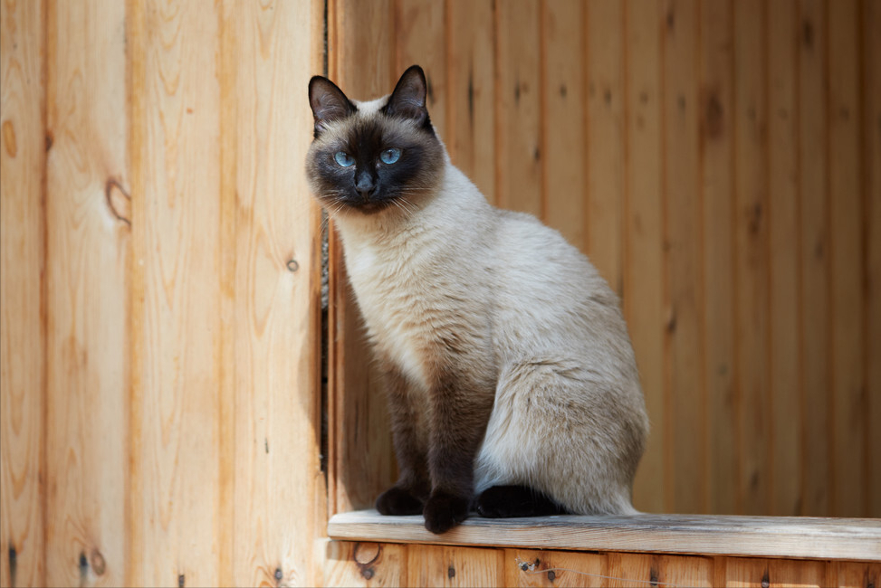 暹罗猫让人崩溃的几大缺点,看完还想养吗?