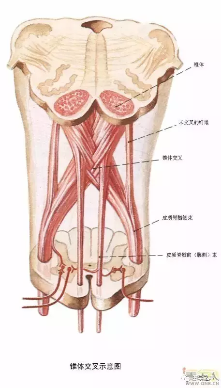 神经元结构示意图（神经元结构示意图手绘）-第46张图片-科灵网