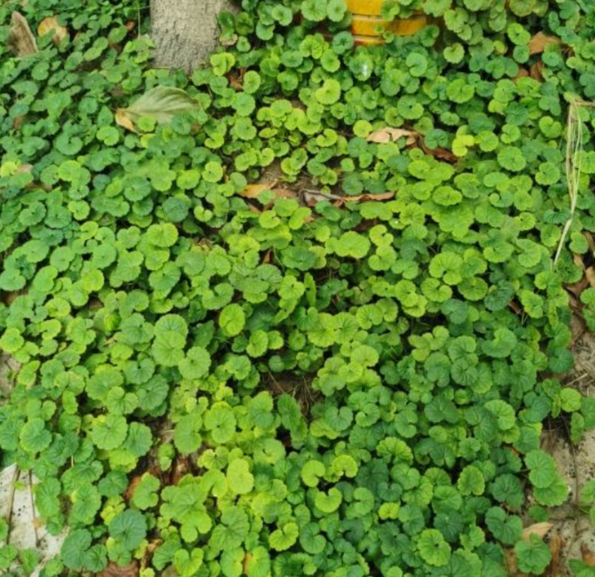 功能强大的积雪草,美容护肤有一套,还能做菜吃