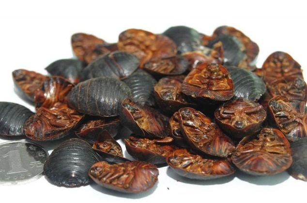 土鱉蟲價(jià)格,土鱉蟲價(jià)格多少錢一斤