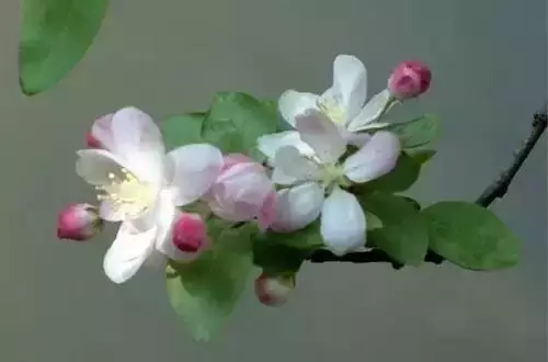 广州市市花是什么（全国56个城市的市花介绍）