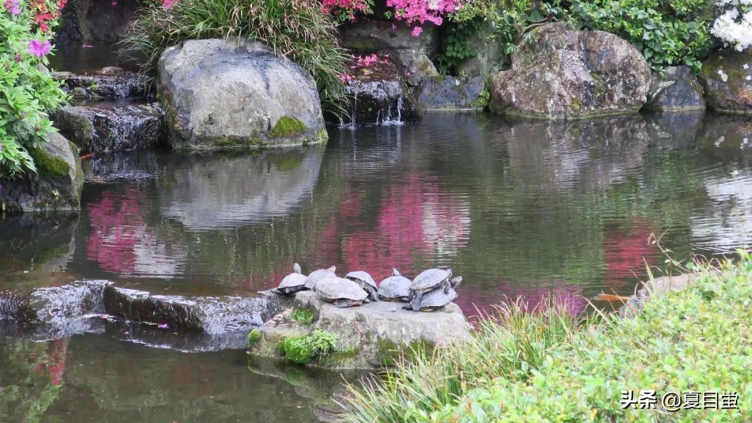 东京：根津神社，杜鹃花丛中的漫步