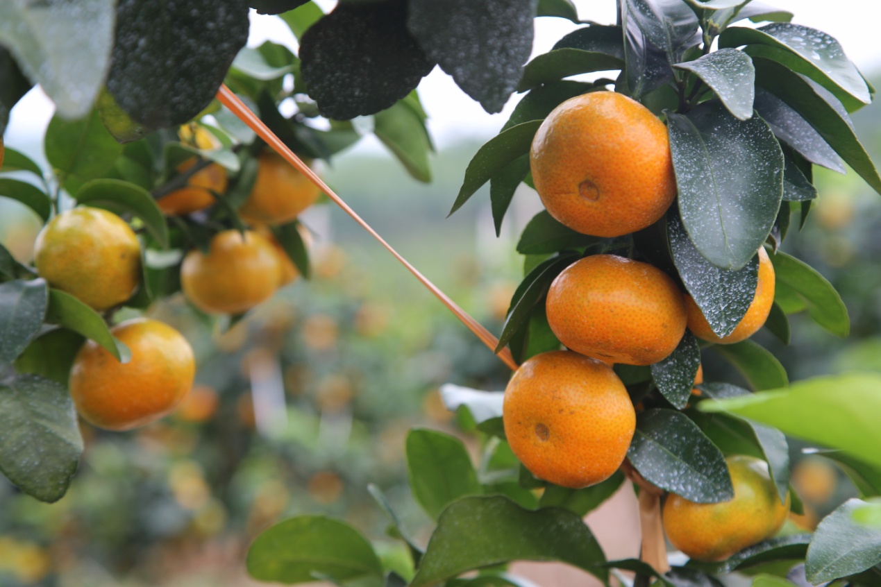 为什么黄金柑价格不高象州黄金柑上市