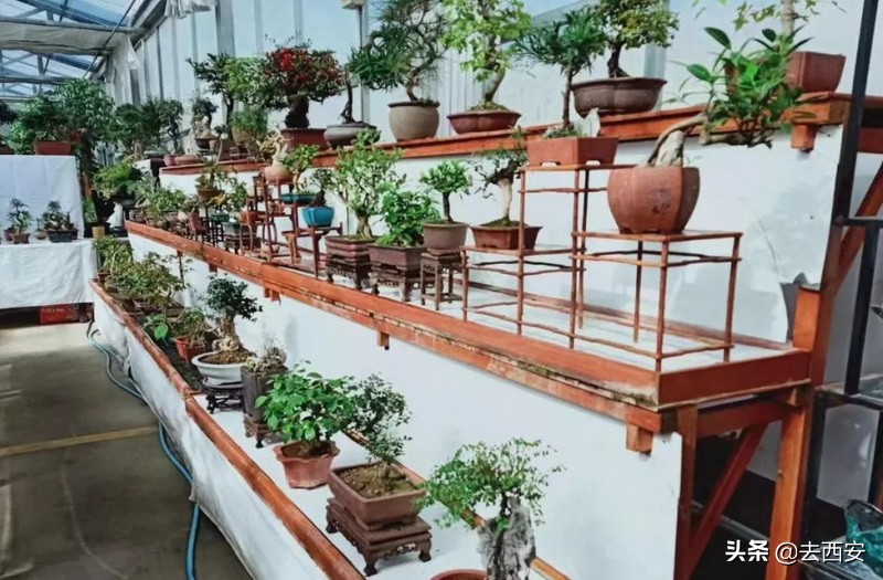 新春买花去哪里？十元能买一堆多肉植物，看看西安这6大花卉市场