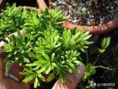 罗汉松怎么养才能更旺盛（记住这一点枝叶茂盛）