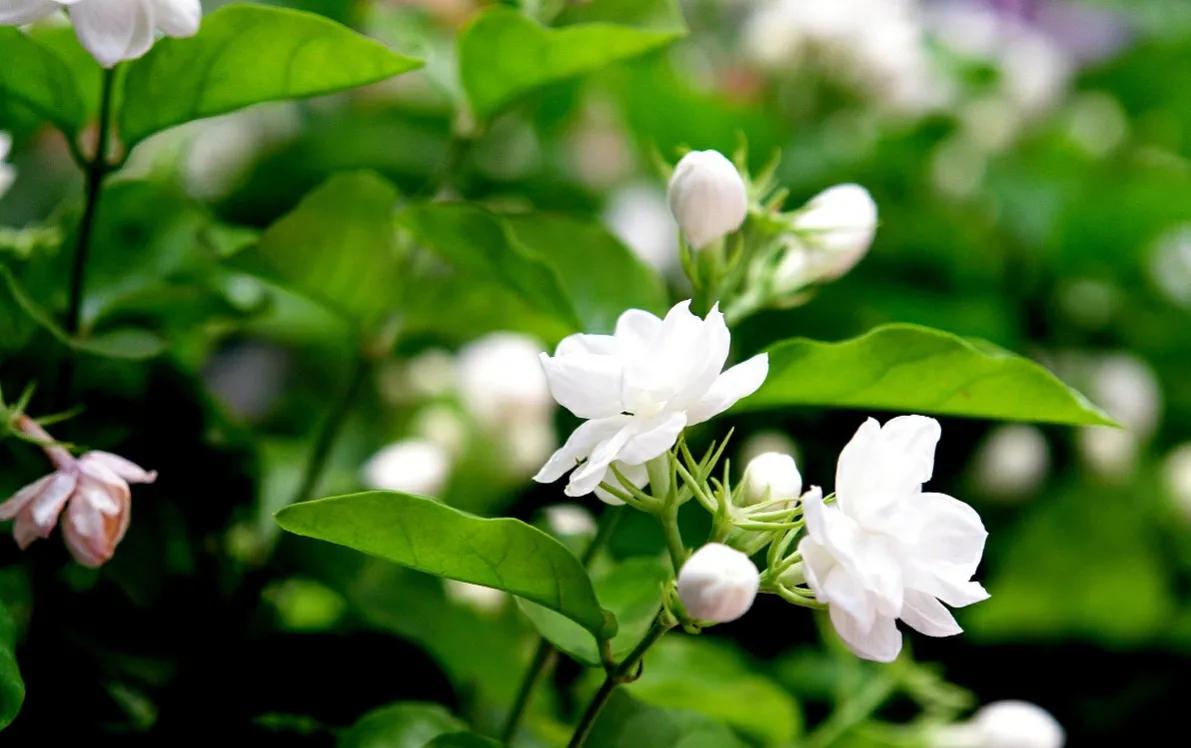 东西南北茉莉花背景图片