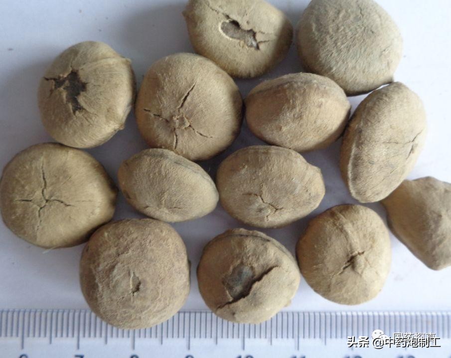 烫骨碎补是什么东西（中草药的烫法教程分享）