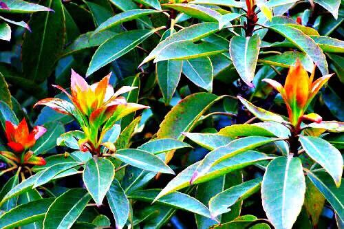 木荷树的图片(木荷树的主要作用和特点介绍)