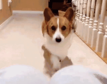 一大波萌宠来袭！国际宠博会落地重庆！还有限量免费门票可以领