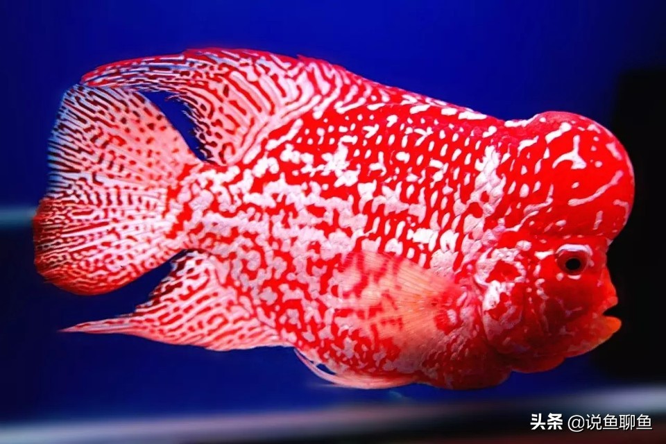 罗汉鱼的起头,攻头什么时候最合适,你知道吗?