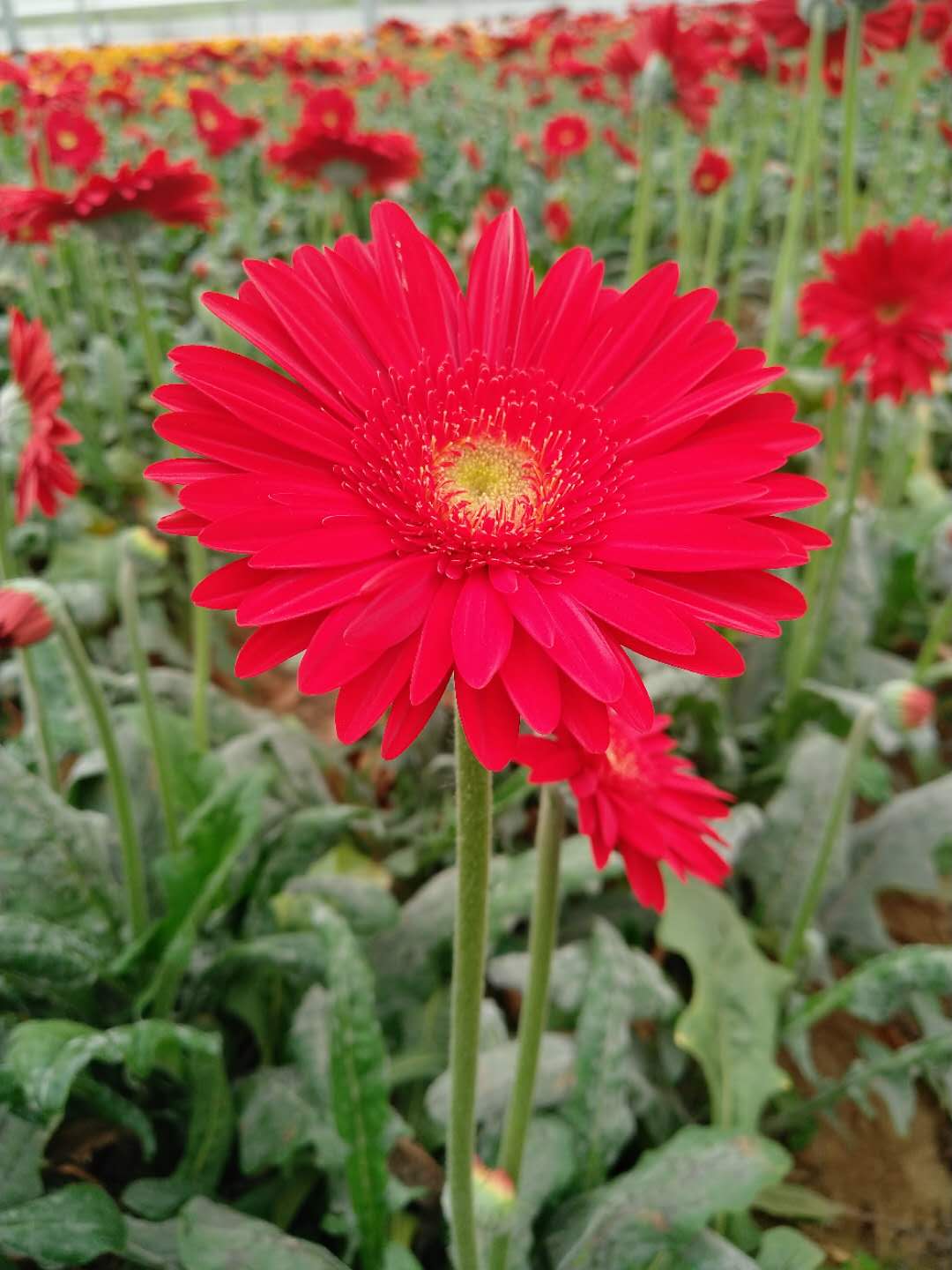 非洲菊为什么叫扶郎花（掌握这6点扶郎花艳多产效益高）