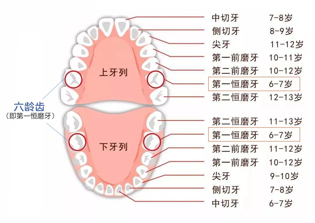病牙齿图片大全 图解(爹妈须知) - 赤虎壹号