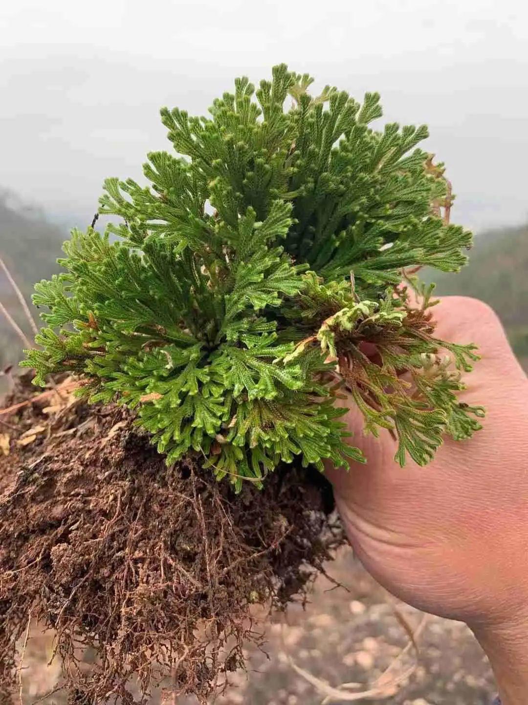 九死還魂草,九死還魂草的功效與作用