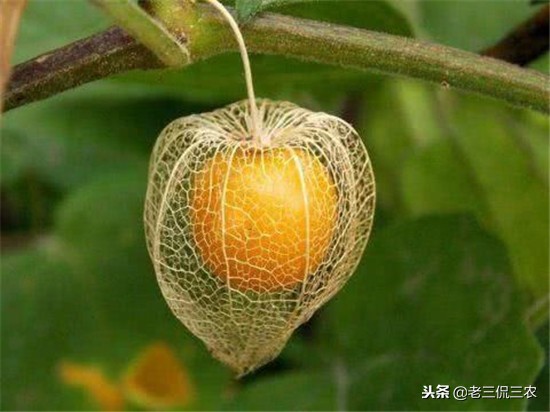 珍珠果图片功效与作用(小时候的玩艺) - 赤虎壹号